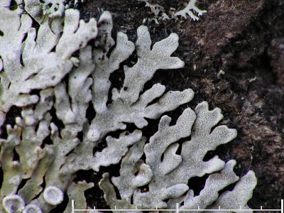 Dagglav - Physconia distorta - Grey-eyed frost