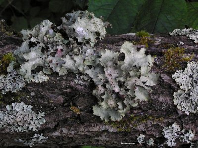 Näverlav - Platismatia glauca - Ragbag or Varied rag lichen