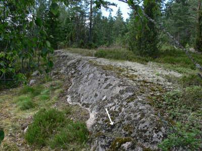 Glatt navellav - Umbilicaria polyphylla - Petalled rocktripe