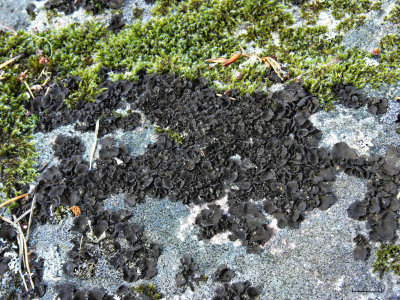 Glatt navellav - Umbilicaria polyphylla - Petalled rocktripe