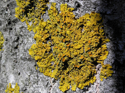 Vägglav - Xanthoria parietina - Common orange lichen