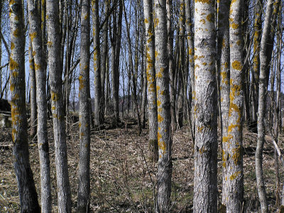 Vgglav - Xanthoria parietina - Common orange lichen