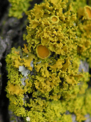 Ljuslav - Xanthoria candelaria - Shrubby orange