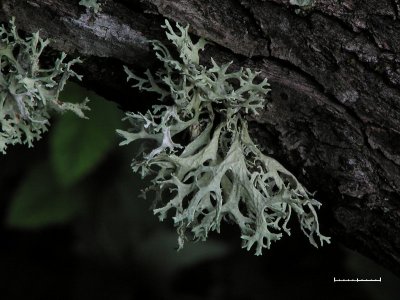 Slånlav - Evernia prunastri - Oakmoss lichen