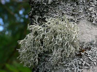 Slånlav - Evernia prunastri - Oakmoss lichen