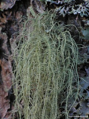 Skägglav - Usnea filipendula - Fishbone beard lichen