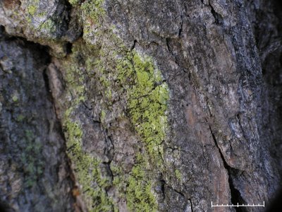 Grn spiklav - Calicium viride - Green stubble lichen