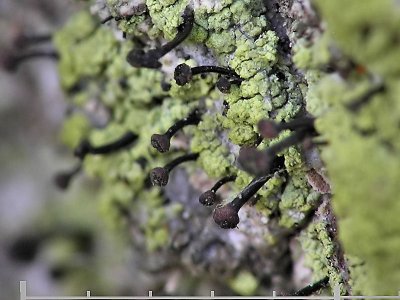Grön spiklav - Calicium viride - Green stubble lichen