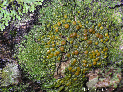 Asporangelav - Caloplaca flavorubescens - Bark sulphur-firedot lichen