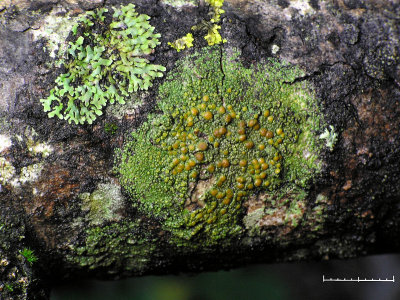 Asporangelav - Caloplaca flavorubescens - Bark sulphur-firedot lichen