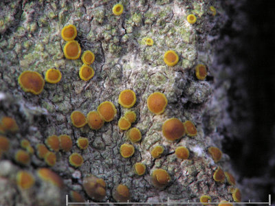 Skorplavar - Crustose lichens