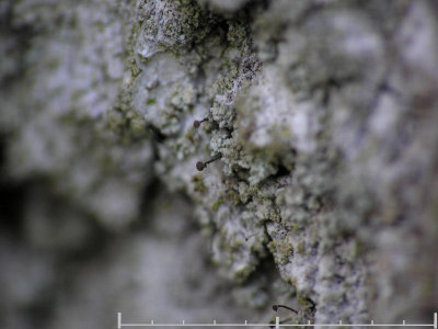 Grå nållav - Chaenotheca trichialis