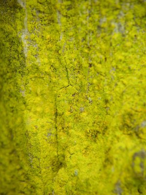 Gulmjöl - Chrysothrix candelaris - Gold dust lichen