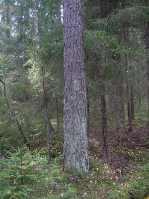 Blågrå mjöllav - Lepraria incana - Dust lichen