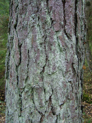 Blågrå mjöllav - Lepraria incana - Dust lichen
