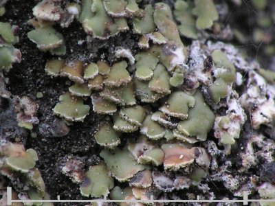 Flarnlav - Hypocenomyce scalaris - Common clam lichen