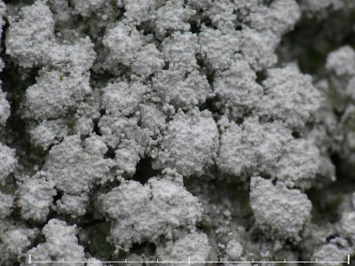 Bitterlav - Pertusaria amara - Bitter wart lichen