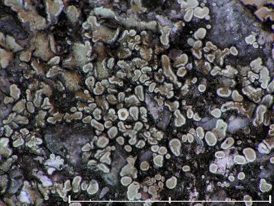 Kvartslav - Protoparmeliopsis muralis - Stonewall rim lichen