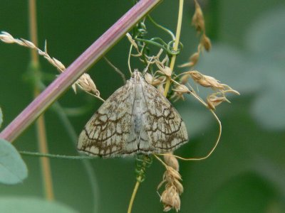 Sommargyllenmott - Evergestis pallidata