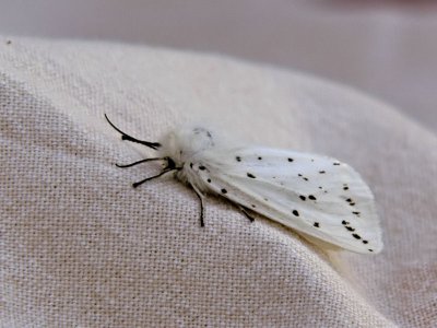 Prickig tigerspinnare - Spilosoma lubricipedum - White ermine