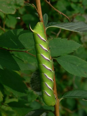 Ligustersvrmare - Sphinx ligustri - Privet Hawkmoth