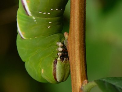 Ligustersvärmare - Sphinx ligustri - Privet Hawkmoth