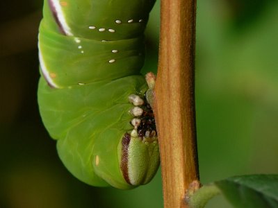 Ligustersvrmare - Sphinx ligustri - Privet Hawkmoth