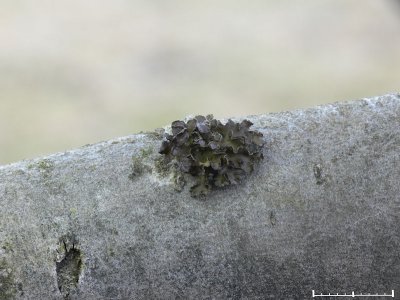 Grdsgrdslav - Cetraria sepincola - Chestnut wrinkle-lichen