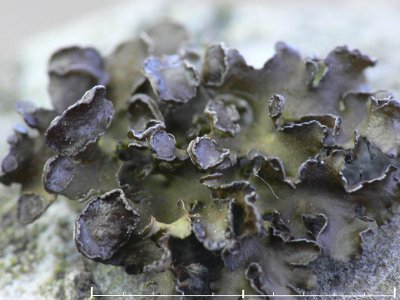 Gärdsgårdslav - Cetraria sepincola - Chestnut wrinkle-lichen