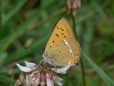 Vitflckig guldvinge (hanne) - Lycaena virgaureae - Scarce Copper (male)