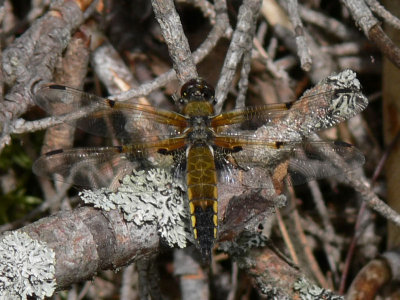 Fyrfläckad trollslända - Libellula quadrimaculata - Four-spotted Chaser