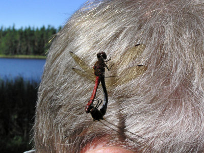 Större ängstrollslända - Sympetrum striolatum - Common Darter
