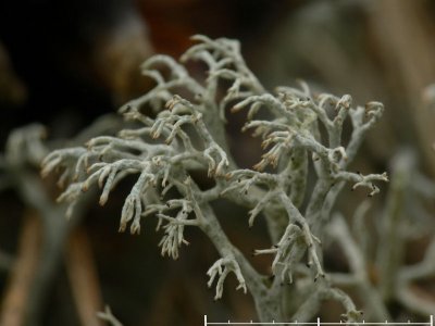 Gulvit renlav - Cladonia arbuscula - Reindeer lichen