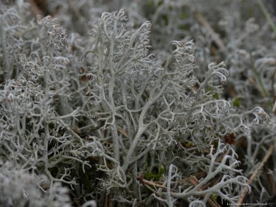 Grå renlav - Cladonia rangiferina - Gray reindeer lichen