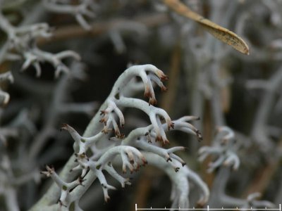 Grå renlav - Cladonia rangiferina - Gray reindeer lichen
