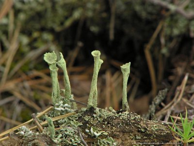 Bägarpöslav - Cladonia deformis - Lesser sulphur-cup