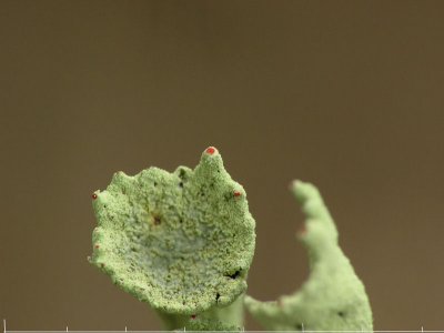 Bägarpöslav - Cladonia deformis - Lesser sulphur-cup