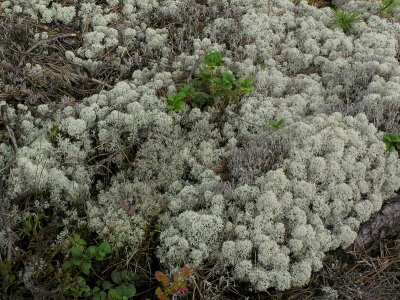Fönsterlav - Cladonia stellaris - Star-tipped reindeer lichen