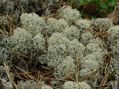 Fnsterlav - Cladonia stellaris - Star-tipped reindeer lichen