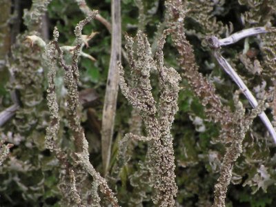 Fnaslav - Cladonia squamosa - Dragon cladonia or dragon funnel