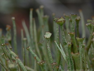 Stängellav - Cladonia gracilis - Smooth cladonia