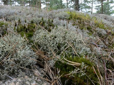 Pigglav - Cladonia uncialis - Thorn cladonia