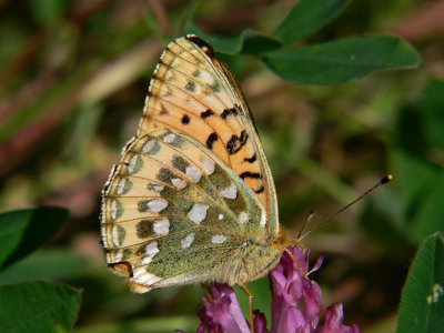 Ängspärlemorfjäril - Argynnis aglaja - Dark Green Fritillary