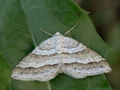 Parallellinjerad fltmtare - Mesotype parallelolineata