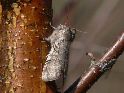 Björkgulhornspinnare - Achlya flavicornis - Yellow Horned