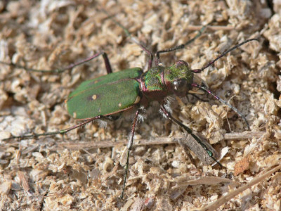 Grön sandjägare - Cicindela campestris - Green Tiger Beetle