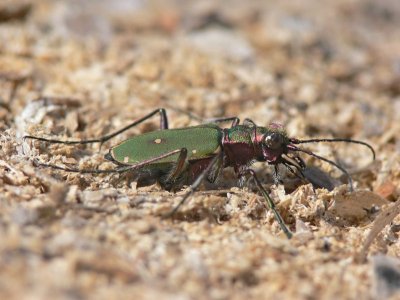 Grn sandjgare - Cicindela campestris - Green Tiger Beetle