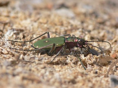 Grön sandjägare - Cicindela campestris - Green Tiger Beetle