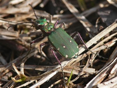 Grön sandjägare - Cicindela campestris - Green Tiger Beetle