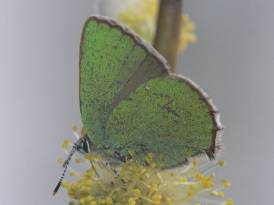 Grönsnabbvinge - Callophrys rubi - Green Hairstreak